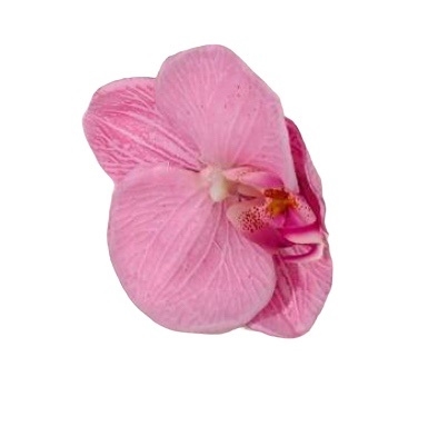 Stor Orkide Hårclips, Lyserød - med Krokodillespænde🌸