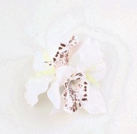 Stor dobbeltorkide Hårclips med Krokodillespænde, hvid