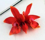 Dobbelt orkide hårclips, orangerød