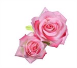Stofroser, 2 x lyserøde roser på stor hårklips